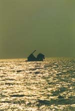 SS Glen View