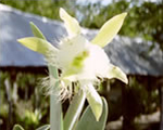 Guerreros Orchid