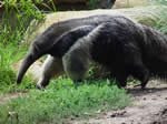 Anteater