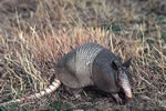 Armadillo