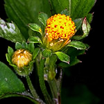 Bidens pilosa