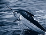 Blue Marlin (Makaira Nigricans)