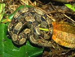 Boa Constrictor