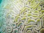 Brain coral
