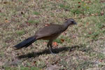 Chachalaca