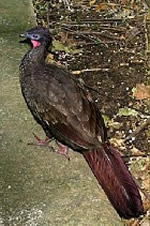 Crested Guan 