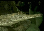 Crocodile