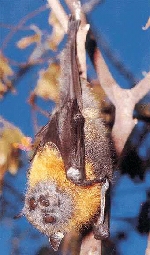 Bat