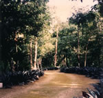 Botanical garden Dr Alfredo Marín Barrier