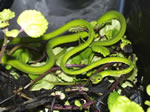 Green Vine Snake