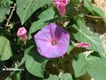 Ipomoea Indica