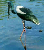 Jabiru