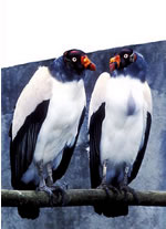 King Vulture, Zopilite Rey (Sarcoramphus papa)