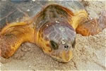Loggerhead Sea Turtle (Caretta Caretta)