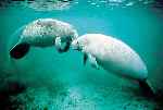Manatees