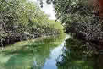 Mangrove