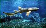 Nurse Shark (Ginglymostoma cirratum)