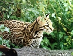 Ocelot