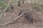 Peccary