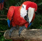 Red Macaw