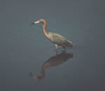 Reddish Egret, Garza Rojiza (Dichromanassa rufescens)