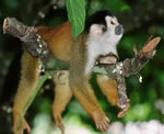 Central American Squirrel Monkey