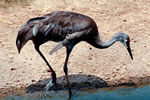 Sandhill Crane, Grulla Cenicienta