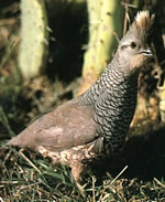 Scaled Quail, Cordorniz (Callipepla squamata) 