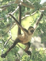 Spider Monkey