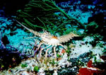 Spiny Lobster (Panulirus Argus)