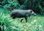 Tapir