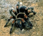 Tarantula