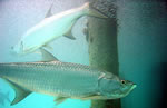 Tarpon (Megalops atlanticus)