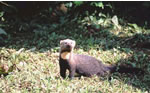 Tayra, Comadreja Grande