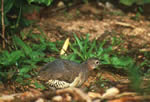 Great Tinamou