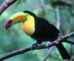 Tucan