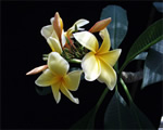 White Frangipani