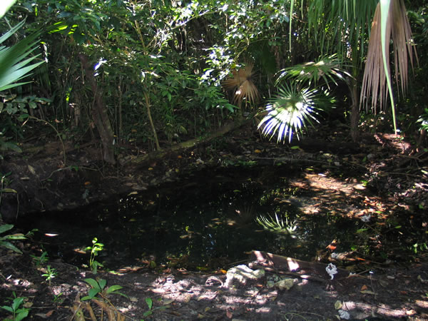 Jungle at Muyil