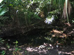 Jungle at Muyil