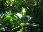 Jungle at Muyil