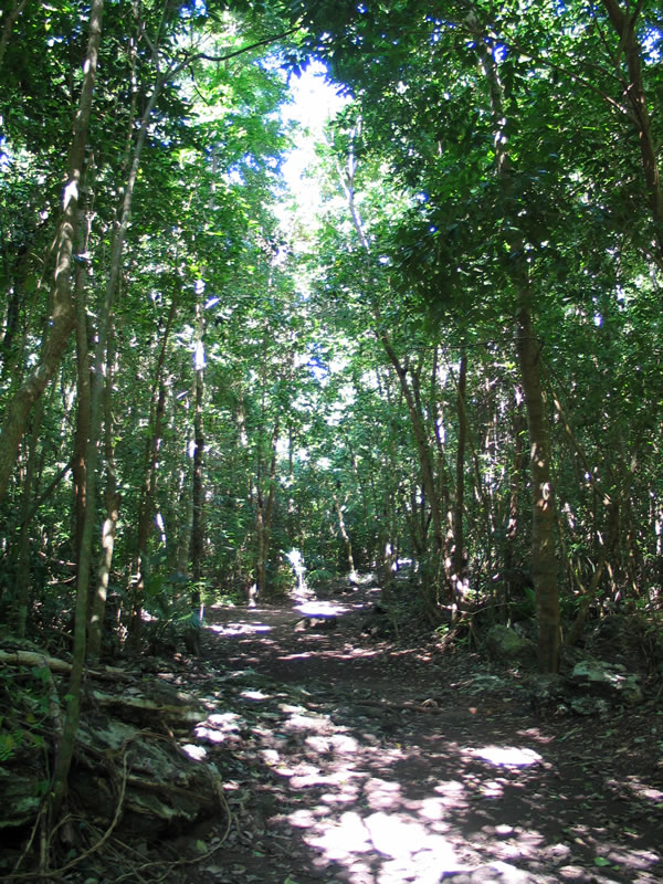 Jungle at Muyil