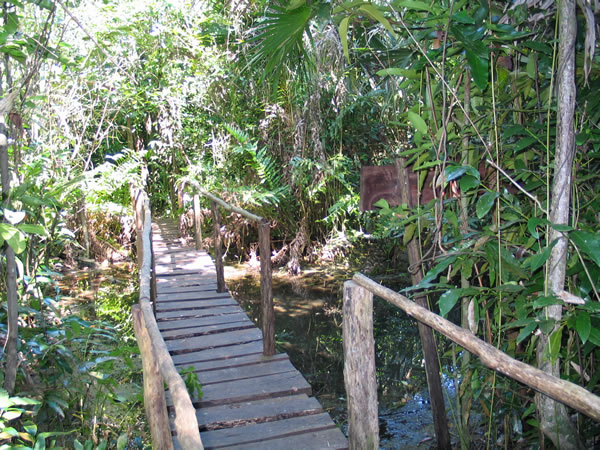 Jungle at Muyil