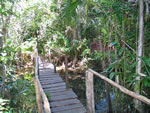 Jungle at Muyil