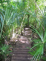 Jungle track at Muyil