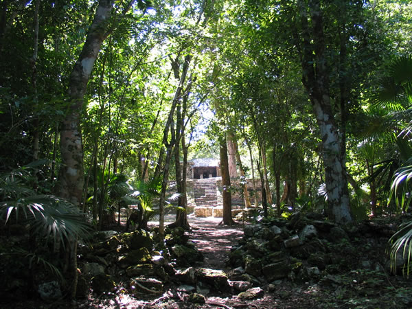 Forest at Muyil