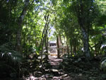 Forest at Muyil