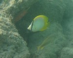 butterflyfish2_1.jpg