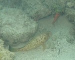 grouper2_1.jpg