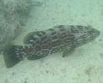 grouper_1.jpg