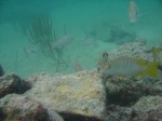 snapper1_1.jpg